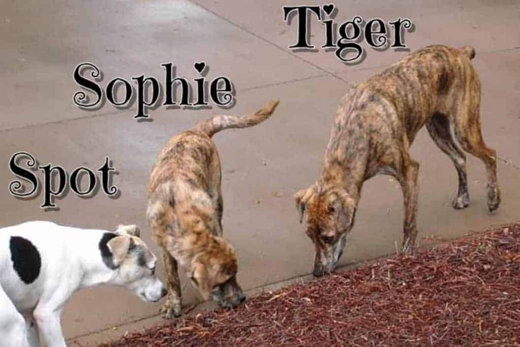 Always There Tiger