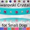 Small Dog Collars