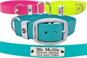 Which Collar is Best buckle