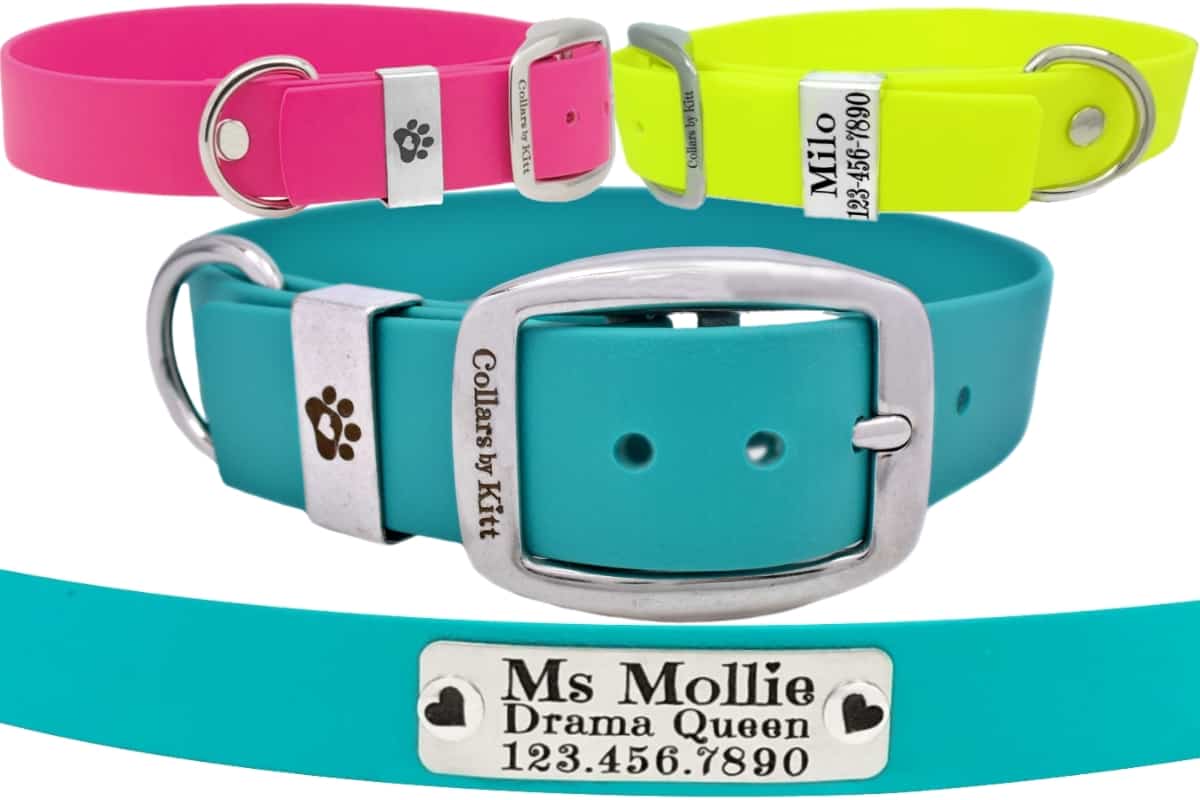 Types of best sale dog collar buckles